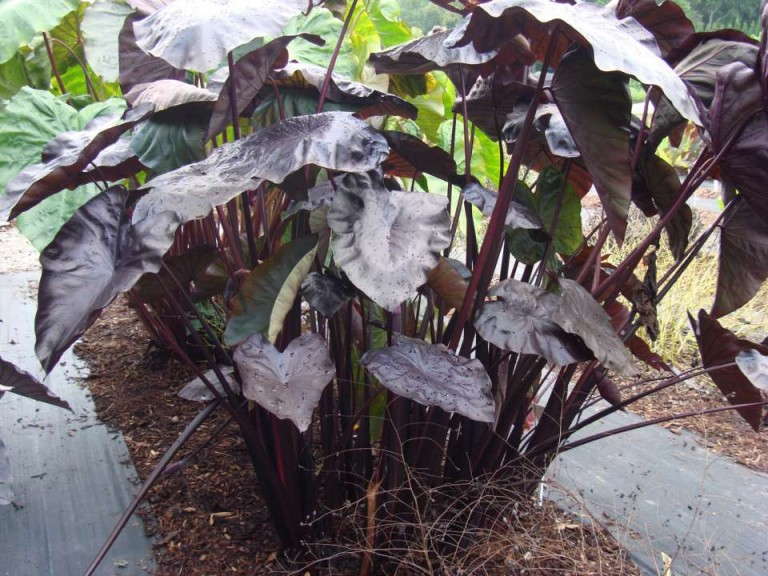 Colocasia 'Black Coral' (Plant Haven)