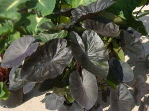 Colocasia 'Kona Coffee' (Plant Haven)