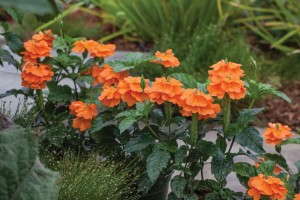 Crossandra 'Orange Marmalade' (Sakata)