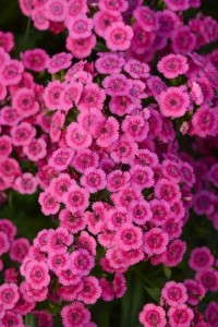 Dianthus ‘Jolt Pink’ F1