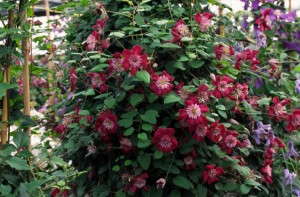 Clematis 'Avant Garde' (Donahue's Greenhouses)