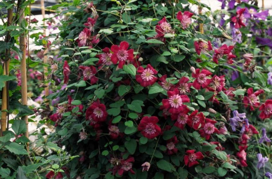 Clematis 'Avant Garde' (Donahue's Greenhouses)