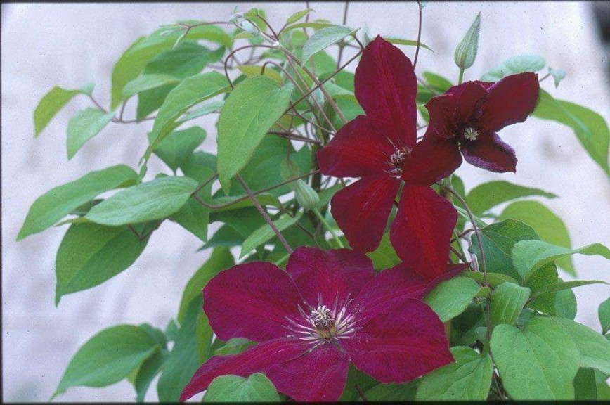 Clematis 'Westerplatte' (Donahue's Greenhouses)