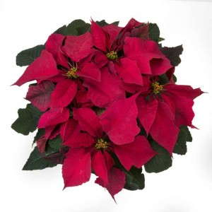 Euphorbia 'Prestige Burgundy' (Ecke Ranch)