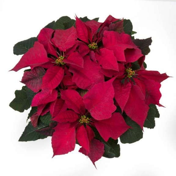 Euphorbia 'Prestige Burgundy' (Ecke Ranch)