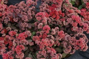 Sedum 'Desert Red' (Emerald Coast)