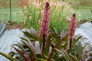 Eucomis ‘Zulu Flame’ (Terra Nova Nurseries)