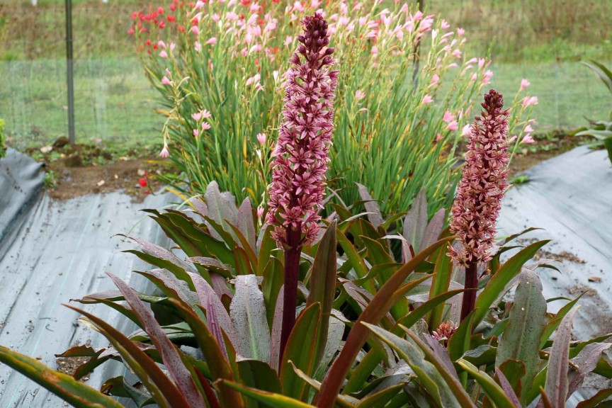 Eucomis ‘Zulu Flame’ (Terra Nova Nurseries)