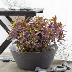 Euphorbia 'Red Velvet' (Darwin Perennials)