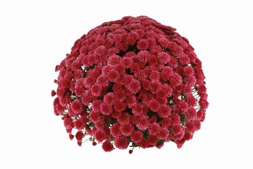 Mystic Mums 'Eventide Dark Pink' (Fides Oro)