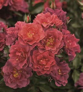 Rosa 'Cinco De Mayo' (Greenheart Farms)