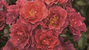 Pantone Marsala Plants To Grow In 2015 [Slideshow]