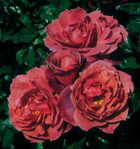 Rosa 'Hot Cocoa' (Greenheart Farms)