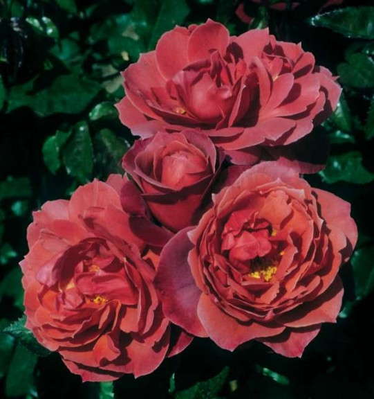 Rosa 'Hot Cocoa' (Greenheart Farms)