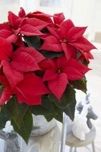 Poinsettia 'Hera Red' (Beekenkamp)