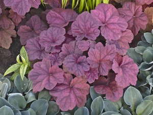 Heuchera 'Lava Lamp' (Walters Gardens)