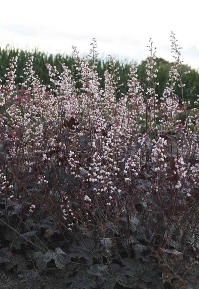 Heucherella ‘Infinity’ (Plants Nouveau)