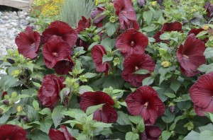 Hibiscus 'Heartthrob' (Walters Gardens)