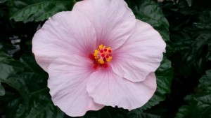 Liven Up Indoor And Outdoor Living With 24 New Tropicals And Foliage Plants [Slideshow]