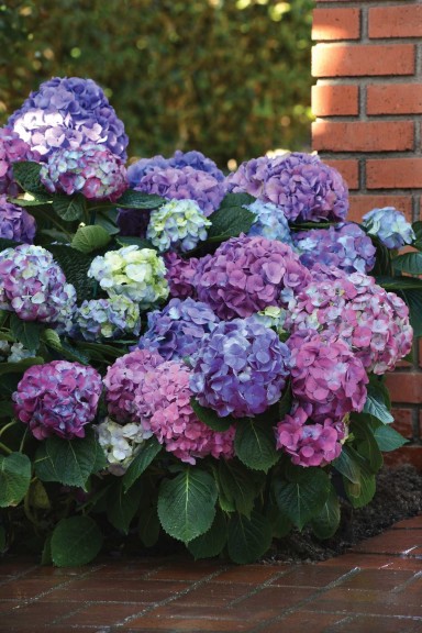 Hydrangea ‘L.A. Dreamin’ (Ball Ornamentals)