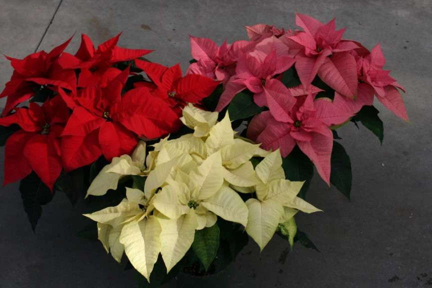 Poinsettia Titan Series (Syngenta Flowers)