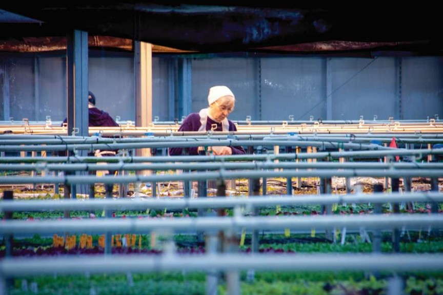 Plantpeddler Team Member 