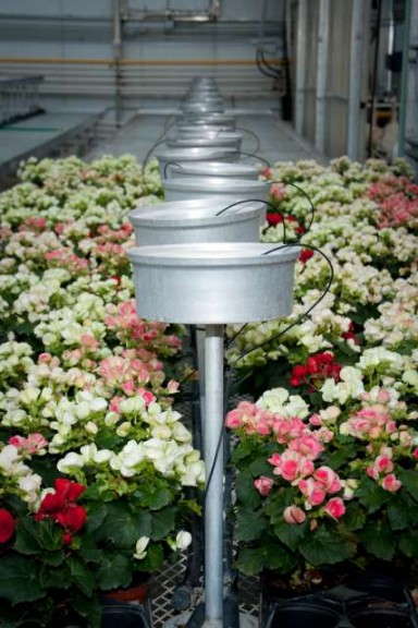 Plantpeddler Begonias