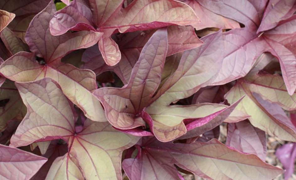 Ipomoea 'Sweet Caroline Red' (Proven Winners)