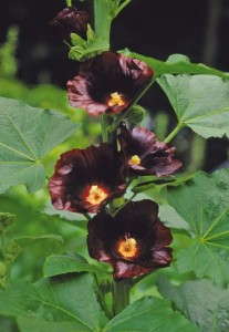 Alcea 'Blacknight' (Jelitto)