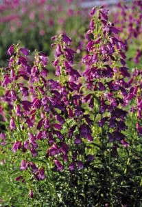 Penstemon 'Sunburst Amethyst' (Jelitto)