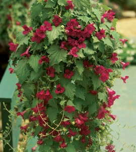 Lofos 'Wine Red' (Suntory Flowers)