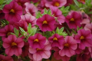 Calibrachoa 'Million Bells Wine' (Suntory Flowers)
