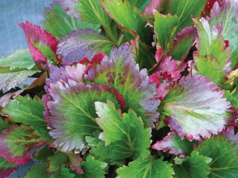 Mukgenia 'Nova Flame' (Terra Nova Nurseries)