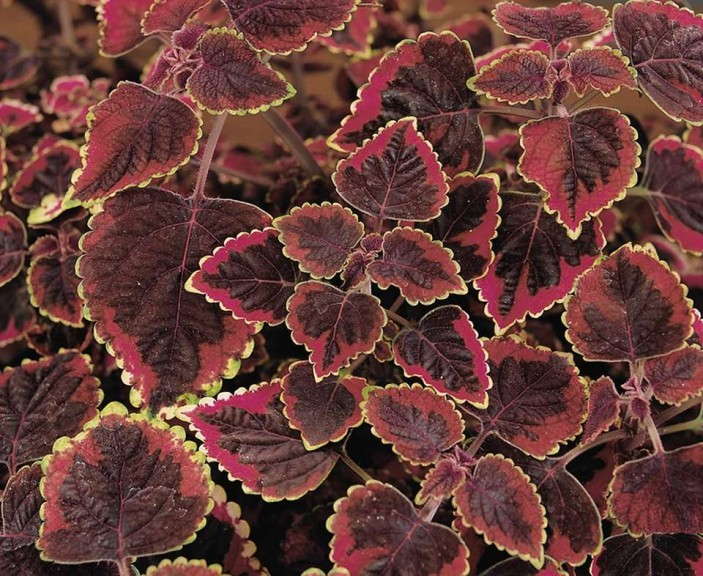 Coleus 'Stained Glassworks Trailing Plum' (Oro)