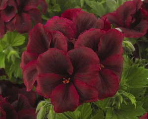 Geranium 'Regal PAC Elegance Burgundy' (Oglevee)