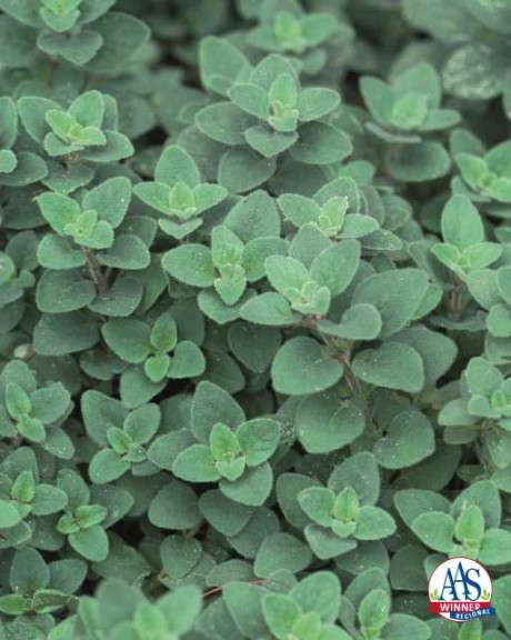 Oregano ‘Cleopatra’