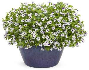 Catalina® Grape-O-Licious Torenia