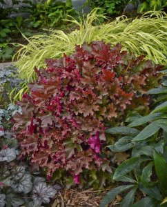 Heuchera 'Cinnamon Curls' (Proven Winners)