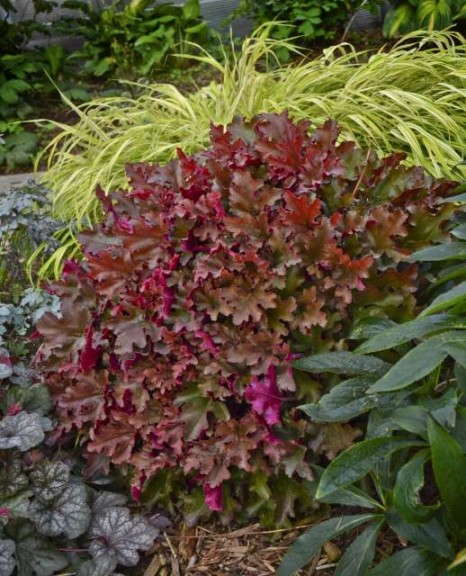 Heuchera 'Cinnamon Curls' (Proven Winners)