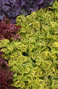 NEW FOR 2015! ‘Leapfrog’ Heucherella