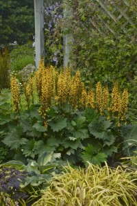 ‘Bottle Rocket’ Ligularia