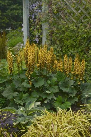 ‘Bottle Rocket’ Ligularia