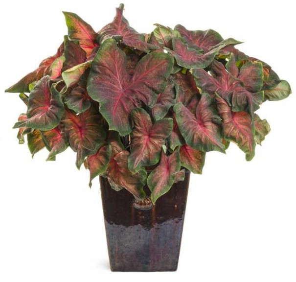 NEW FOR 2015! Artful™ Heartfire™ Caladium