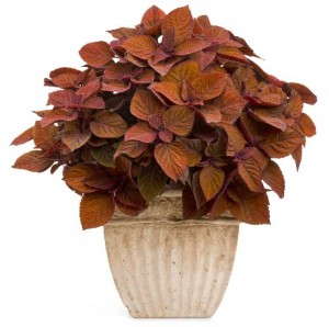 ColorBlaze® Keystone Kopper™ Coleus
