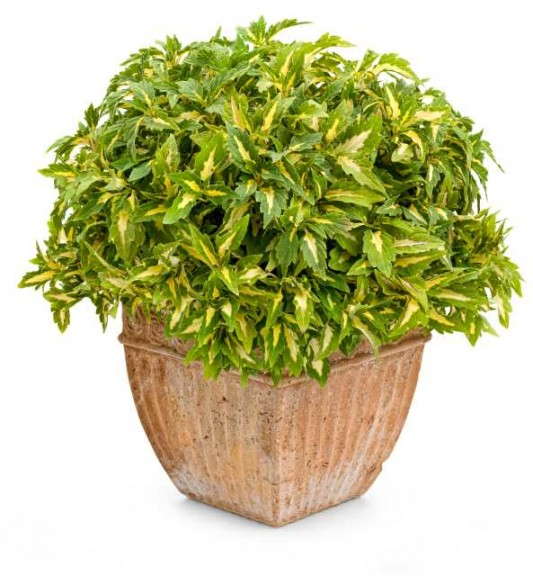 ColorBlaze® Alligator Tears™ Coleus