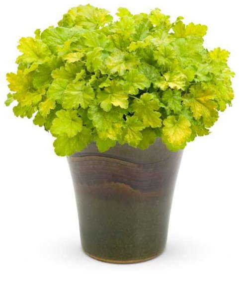 Dolce® Key Lime Pie Heuchera