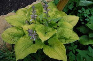 NEW FOR 2015! ‘Coast to Coast’ Hosta