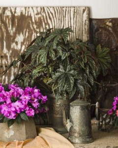 NEW FOR 2015! Pegasus™ Begonia