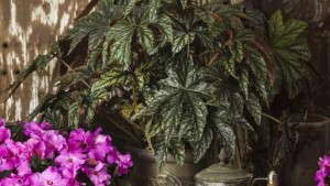 12 Colorful Shade Plants From Proven Winners (Sponsor Content)