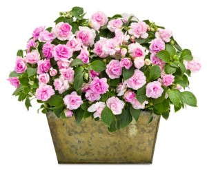 Rockapulco® Appleblossom Double Impatiens